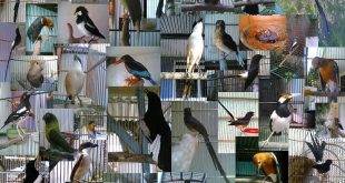 Jual Beli Burung Situbondo: Pasar, Pemasok, dan Panduan Lengkap