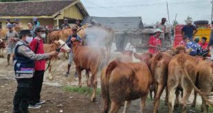 Pasar Hewan Situbondo: Pusat Perdagangan dan Interaksi Sosial