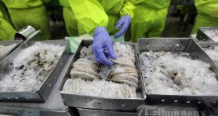 Pabrik Pengolahan Udang Di Situbondo