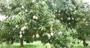 Varietas Mangga Manalagi Situbondo